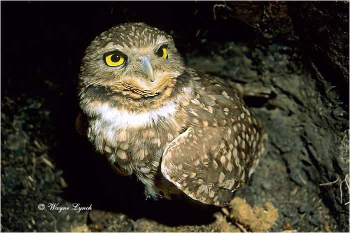 Burrowing Owl by Dr. Wayne Lynch &copy;